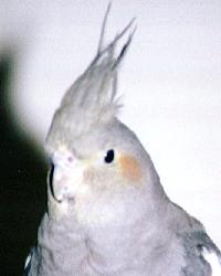 Adult normal grey female