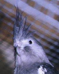 Adult female whiteface