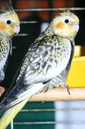 Immature pearl male