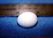 Cockatiel egg