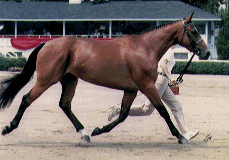 Cruise Control - TB/CB cross steeplechaser and eventer owned by Ziggy