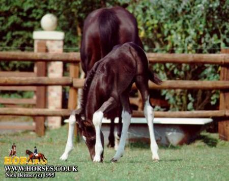 Orbit's Glory - weanling TB colt owned by Ziggy