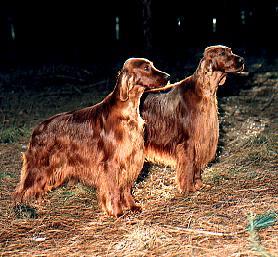 Salem and Slater were top brace all breeds in Holland for 1998