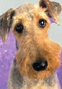 airedale rescue