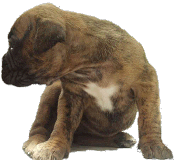 boxer.gif (63757 bytes)