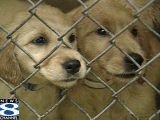 Puppies in cage