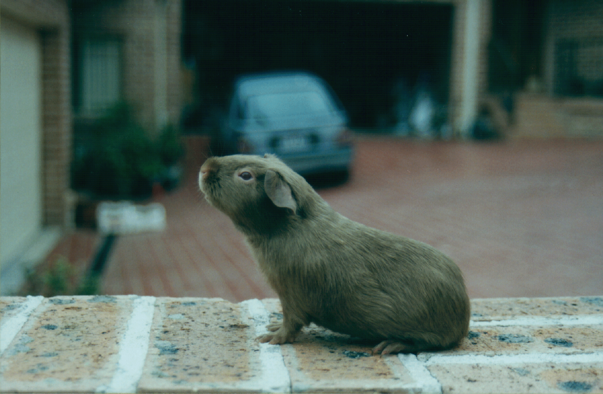 cavy5.gif (1681239 bytes)