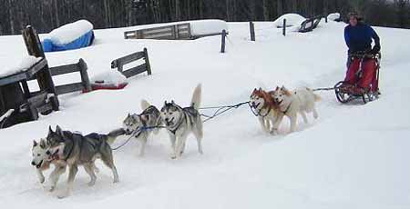 Jackson & Echo, sled dogs 2006/7