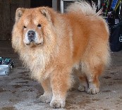 chow breed