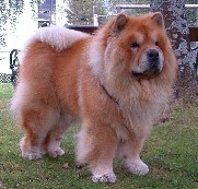 chow chow breed