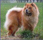 la razza chow chow