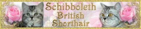 Schibboleths Britisk Korthr