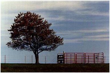 Photo of corral...my son Jeff and I built the gate