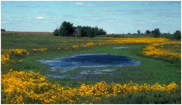 Wildflowers and Water