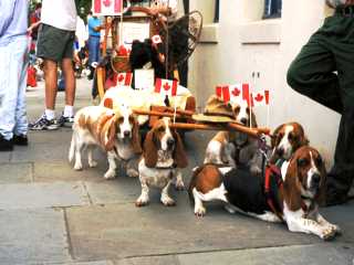 Canadian Basset Sled Team