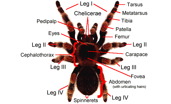 Picture: Tarantula Anatomy