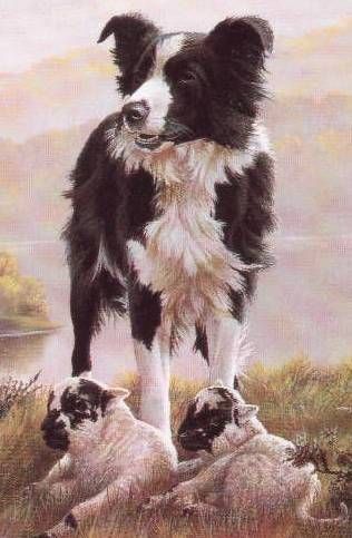 Border Collie Painting