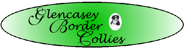 Glencasey Border Collies