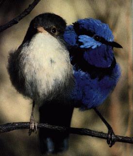 Fairy Wren Pair