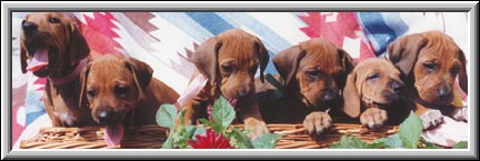 Rhodesian Ridgeback puppies  breeders of champion show dogs