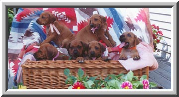 rhodesian ridgeback puppies of Kijiji Rhodesian Ridgebacks