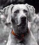 The Weimaraner Web Ring!