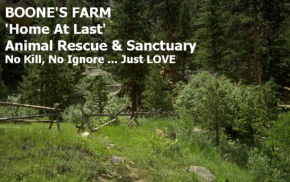 BOONE'S FARM..'Animal Rescue and Sanctuary' Please Enter