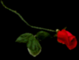 redrose.gif (3901 bytes)