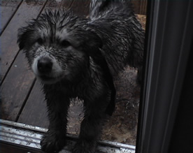 Kody the muddy puppy