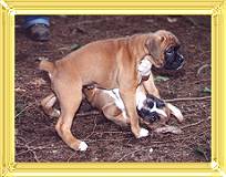 2001-Dawson and his brother, 7 weeks old