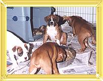 2001-Dawson, Daisy and 2 litter-mates, 7 weeks old