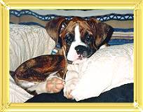 1998-Dervish's puppy photo