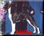 Click on this picture and go to Nellie's page.