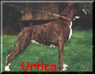 Click on this picture and go to Urtica's page in Norway.