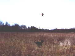 Chippy cannot resist chasing this pheasant