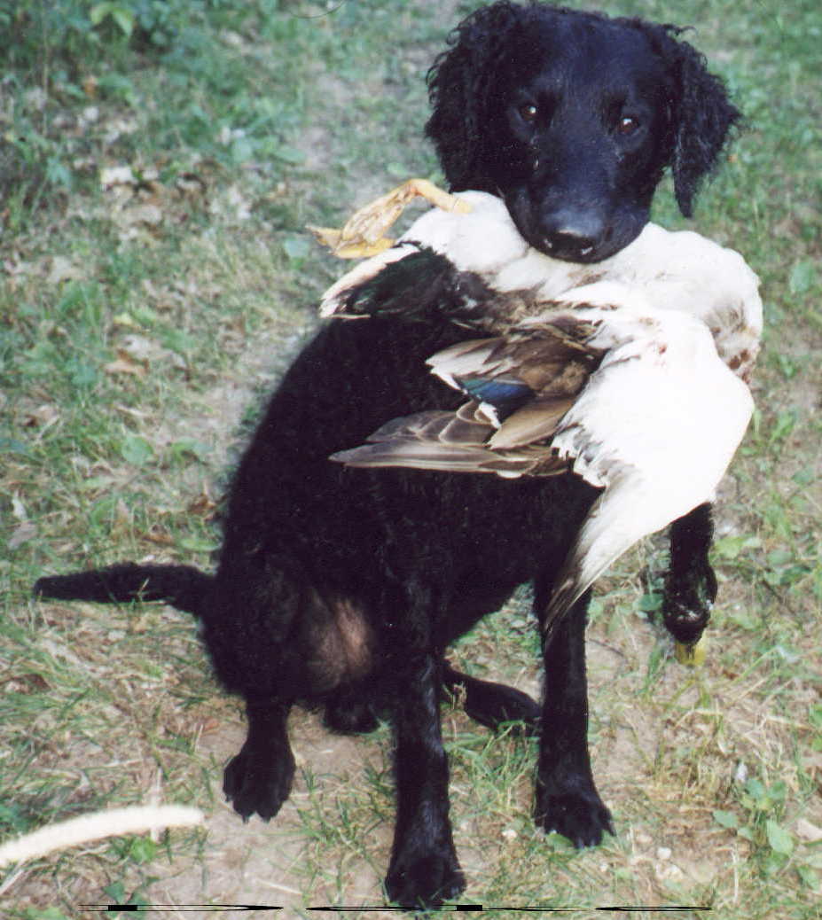 Deke holding a mallard duck