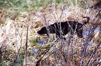 Deke pointing a pheasant