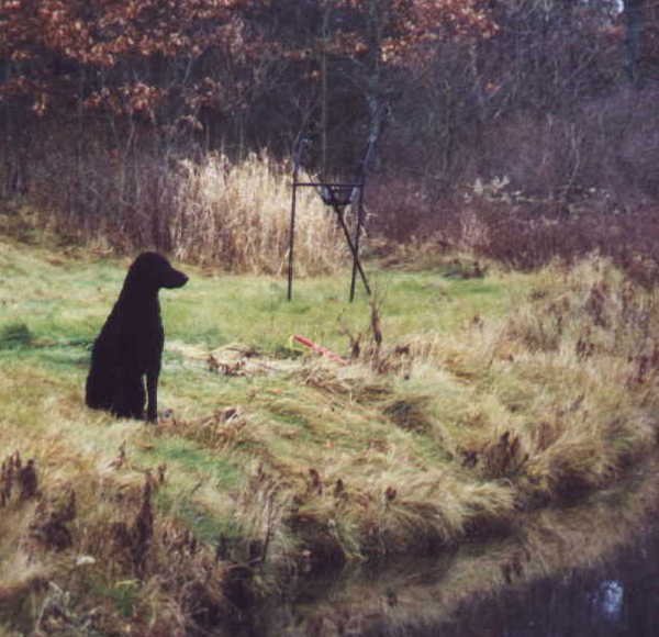 Deke is waiting patiently for me to set up a pile of bumpers across the pond