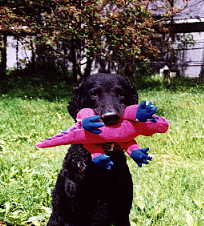 Tag with his favorite toy, a pink dinosaur