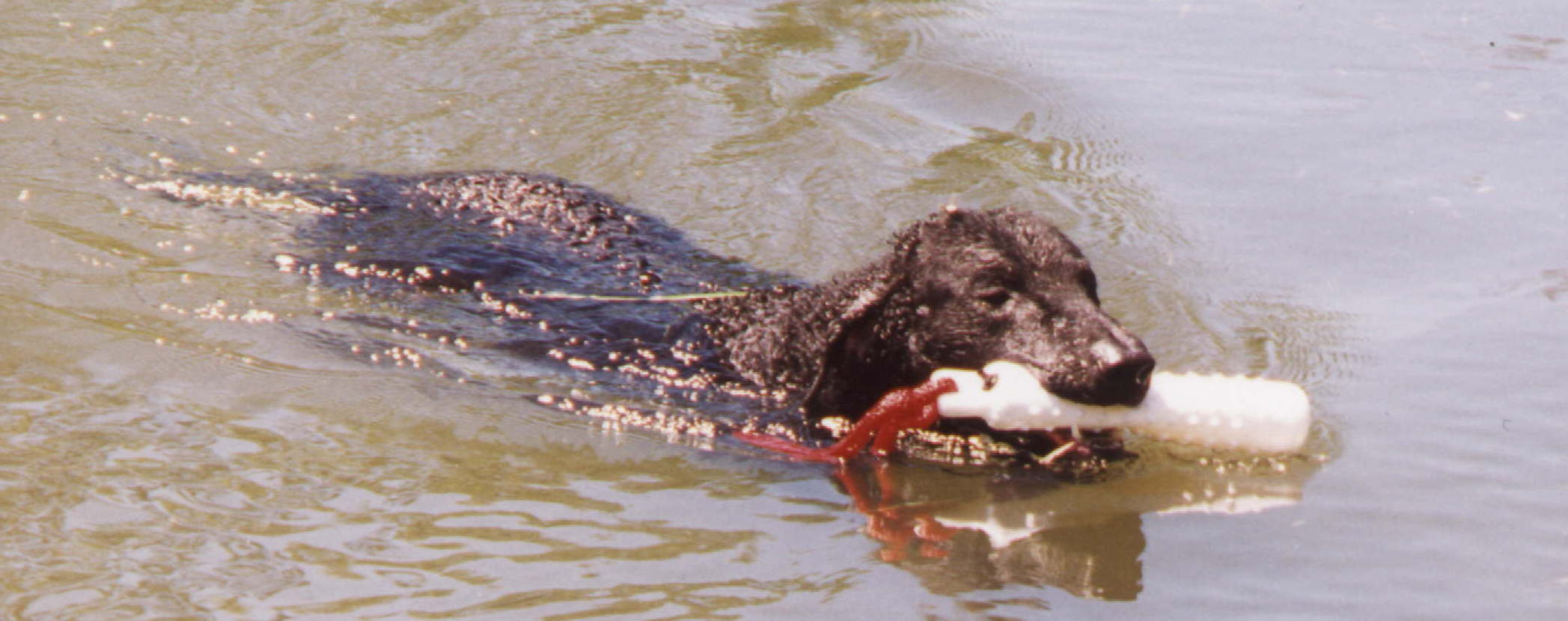 Tag retrieving a bumper