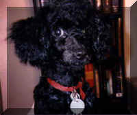 Verbi the rotten toy poodle (17628 bytes)