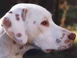 Bailey is a two-tone Dalmatian