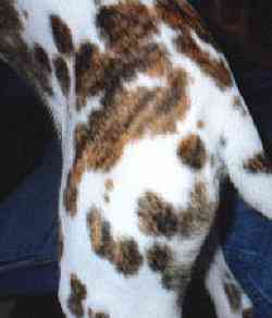 Dizzy is a brindle-spotted Dalmatian