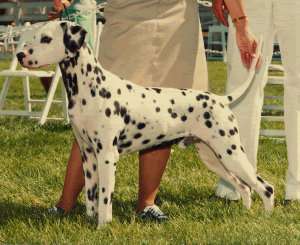 Burgie going Best Senior in Futurity 