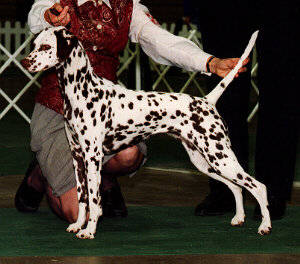 Carly's first dog show - BoW at a Specialty