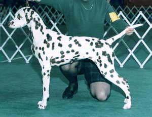 Winning Best of Breed