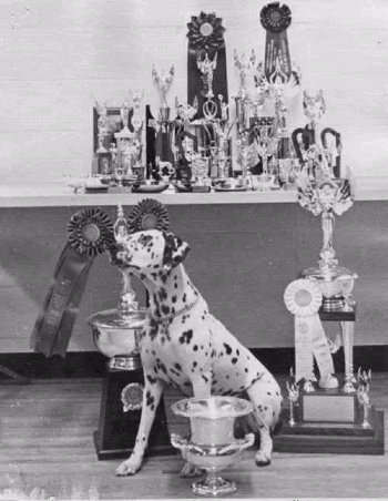 Cricket with her trophies earned while competing in Novice and earning four All Breed High in Trials