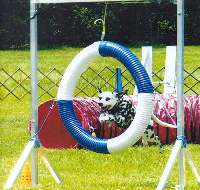 Gracie practicing her Agility tire jump