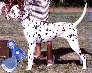 Hershey winning her Puppy Class at DCA, handled by Jean