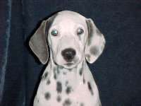 Indy is a blue spotted Dalmatian